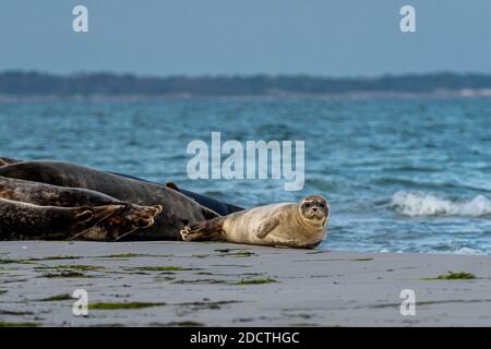 Ein süßer Seehundspieß ruht auf einer Sandbank in der Nähe des Ozeans. Bild von Falsterbo in Scania, Südschweden Stockfoto