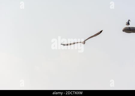 Ein Möwenvogel, der am Himmel fliegt Stockfoto