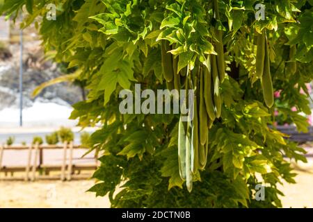 Wisteria sinensis, chinesische Wisteria Pflanze, Samen Pods Stockfoto