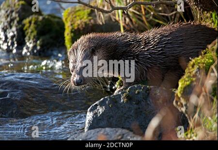 Dunsapie Loch, Holyrood Park, Edinburgh, Schottland, Großbritannien. 23. November 2020. Im Bild: Intime Momente mit dem jungen Ottermännchen während seines Besuchs am Loch im Holyrood Park. Obwohl es niedlich aussieht, ist das Tier wild, aber vertraut an den Ufern des loch, wo es scheint, kleine Fische zu fangen, um zu essen und so seine Rückkehr zu fördern, sowie Besucher zu locken, um seine Possen zu sehen. Hinweis: Es wurde ein Objektiv mit langer Brennweite verwendet. Der Otter zeigte nie irgendwelche Bedenken über die Anwesenheit des Fotografen und es gab mehrere Zuschauer auf der rechten Seite des Bildes näher als ich Kredit: Arch White/Alamy Live News. Stockfoto