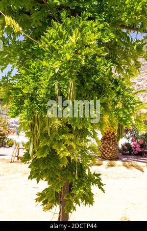 Wisteria sinensis, chinesische Wisteria Pflanze, Samen Pods Stockfoto