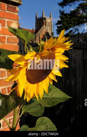 Sonnenblume neben dem Tor zu den Gärten der Almen, das Krankenhaus der Heiligen und Seligen Dreifaltigkeit, in Long Melford, Suffolk, England. Im Hintergrund erhebt sich der hohe Hochturm der 1400s erbauten Gemeindekirche der Heiligen Dreifaltigkeit. Die Altenhäuser wurden 1573 erbaut, um 12 ältere arme Einheimische unterzubringen, und wurden vom ehemaligen Sprecher des Unterhauses Sir William Cordell (1524-1581), der in der nahe gelegenen Melford Hall lebte und lord of the Manor of Melford war, als Direktor untergebracht. Stockfoto