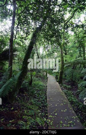 Moos bedeckt Baum lehnend Über einen Weg an Tremenheere Skulptur Garten - Cornwall GROSSBRITANNIEN Stockfoto