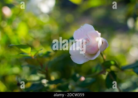 Blass rosa Rose Nahaufnahme blüht im Garten. Verschwommener, sonniger Hintergrund mit Bokeh, weichem Fokus, geringer Schärfentiefe. Bunte Blumen Sommer backgroun Stockfoto