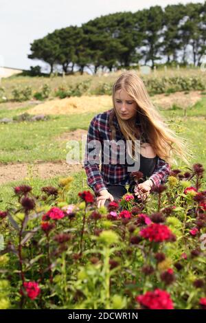 Das junge Mädchen pflückt Blumen in der Gemeinde Orchard in Yeoman Way, Newquay. Stockfoto