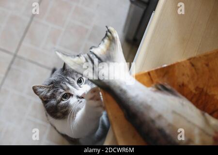 Eine hungrige Katze schaut auf den Schwanz eines Fisches auf dem Küchentisch. Ein Haustier stiehlt Nahrung vom Tisch. Katzendelikatesse Stockfoto