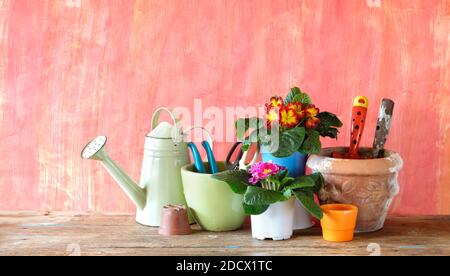 Junge primula Blumen und Gartengeräte, Frühling Gartenarbeit, gute Kopierer Platz Stockfoto