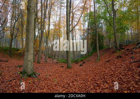 Herbst in Erncroft Woods, Etherow Country Park, Stockport, England. Stockfoto