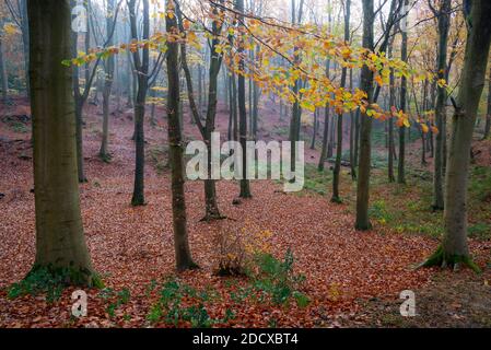 Herbst in Erncroft Woods, Etherow Country Park, Stockport, England. Stockfoto