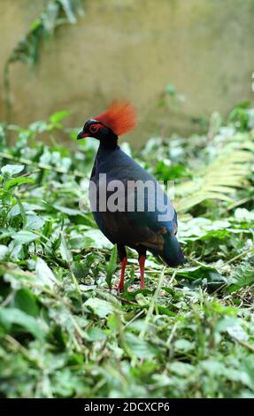 GROSSBRITANNIEN / Cornwall /das Kamm-Rebhuhn (Rollulus rouloul) beim Eden Project. Stockfoto