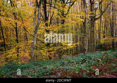 Herbst in Erncroft Woods, Etherow Country Park, Stockport, England. Stockfoto