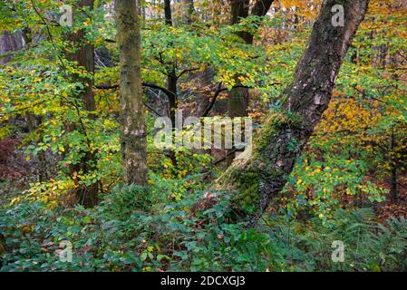 Herbst in Erncroft Woods, Etherow Country Park, Stockport, England. Stockfoto