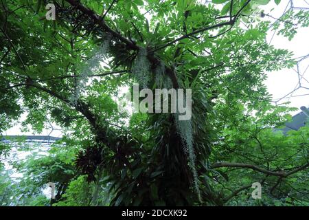 Eden Project befindet sich in Cornwall, England. Dies ist ein Blick auf das tropische Biom. Stockfoto