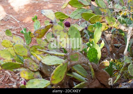 Schöner Kaktus aus Kaktus mit burgunderroten Früchten an der Küste von Ayia Napa in Zypern. Opuntia, Ficus-indica, Indische Feige opuntia, barbary Feigenblühende cact Stockfoto