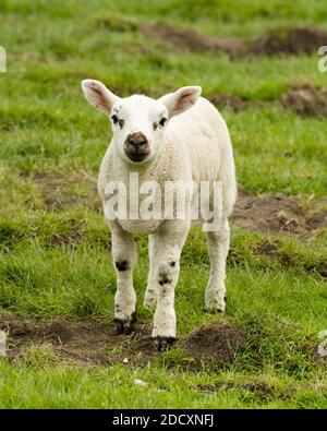 Niedliches Lamm stand im ländlichen Feld. Stockfoto