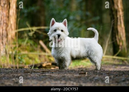 Niedlicher West Highland Terrier Hund, der noch auf die Kamera schaut. Stockfoto