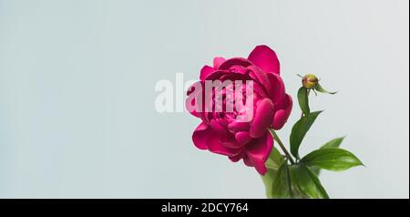 Burgund rot Pfingstrose schöne Blumen close-up grauen Hintergrund. Blumenhintergrund Stockfoto