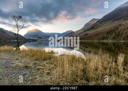 Sonnenaufgang bei Buttermere im Lake District mit einem Baum am Ufer. Stockfoto