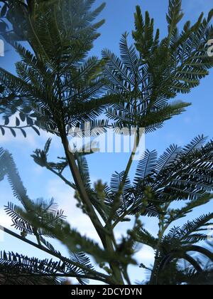 Abstraktes Foto, das durch einen Zweig der Mimosen, Akazie dealbata, gegen einen hellen blauen Himmel. Stockfoto