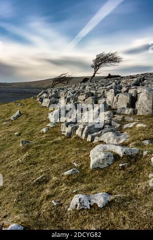 Windswept lonely isolated tree on the side of Twistleton Scar in North Yorkshire, UK with dramatic clouds in sky. Stock Photo