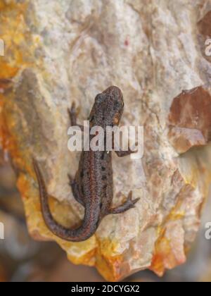 alpenmolch, Ichthyosaura alpestris, Triturus alpestris, Mesotriton alpestris Stockfoto