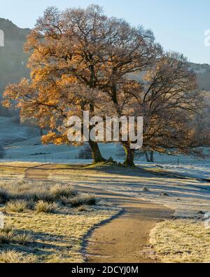 Herbstfarben auf einer großen Eiche an einem kalten frostigen Morgen im Lake District. Stockfoto