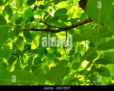 Grüne Blätter auf einem Baum aus der Nähe Stockfoto
