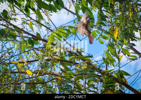 Lokaler Vogel von Malaysia Fütterung von wilden Beeren wachsen im Hinterhof. Der gelb-belüftete Bulbul frisst Beeren und kleine Früchte. Stockfoto