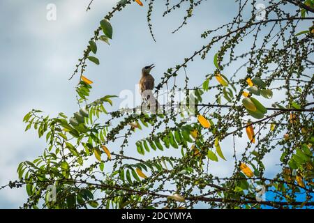 Lokaler Vogel von Malaysia Fütterung von wilden Beeren wachsen im Hinterhof. Der gelb-belüftete Bulbul frisst Beeren und kleine Früchte. Stockfoto