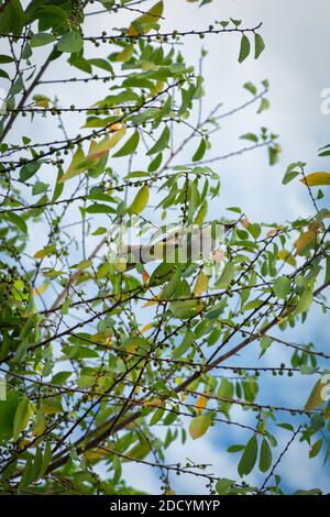 Lokaler Vogel von Malaysia Fütterung von wilden Beeren wachsen im Hinterhof. Der gelb-belüftete Bulbul frisst Beeren und kleine Früchte. Stockfoto