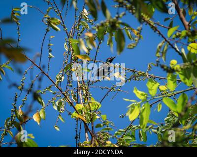 Asiatische glänzende Staren ernährt sich von wilden Beeren im Hinterhof gefunden. Stockfoto