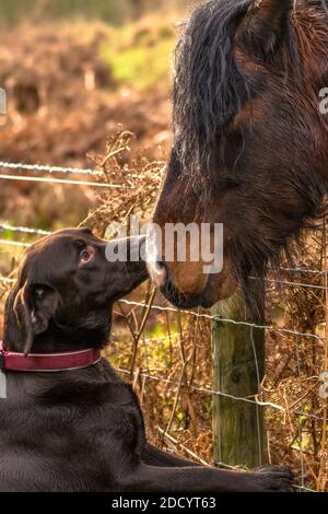 Schokoladenbrauner Labrador Hund und braunes Pferd begrüßen sich gegenseitig. Stockfoto