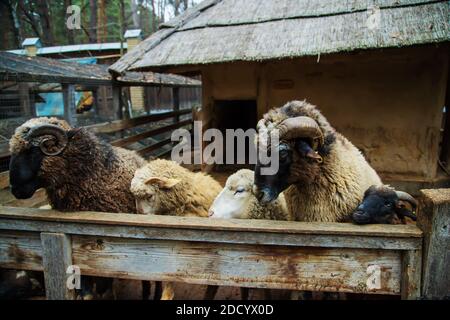 Eat Schafe in einer Voliere auf einem Bauernhof. Selektive Fokus.Tiere Stockfoto
