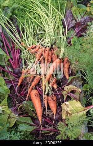 Frisches, frisch gepflücktes Gemüse im Garten: Karotten, Rüben mit Tops, Dill Stockfoto