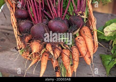 Frisches, frisch gepflücktes Gemüse im Garten: Karotten, Rüben mit Tops, Dill Stockfoto