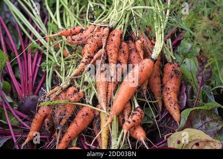 Frisches, frisch gepflücktes Gemüse im Garten: Karotten, Rüben mit Tops, Dill Stockfoto