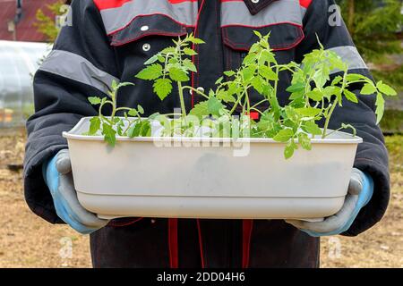 Plastikbox mit Tomatenpflanzen, bereit für die Aussaat, in den Händen eines Mannes in Handschuhen. Frühjahrssämlinge. Pflege von Pflanzen. Bewässerung und Verpflanzen vege Stockfoto