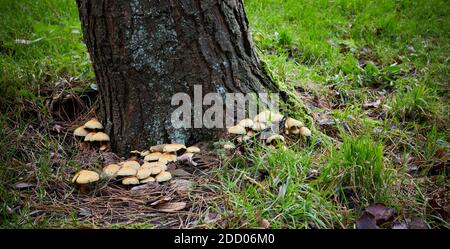 Herbst in den Yorkshire Dales und nicht identifizierte Toadhocker aus der Basis der Bäume entspringen. Stockfoto