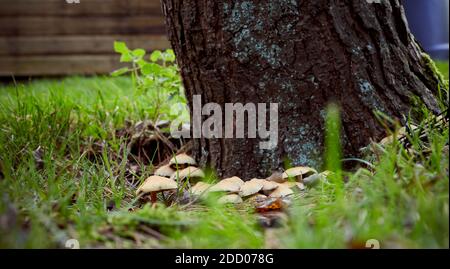 Herbst in den Yorkshire Dales und nicht identifizierte Toadhocker aus der Basis der Bäume entspringen. Stockfoto