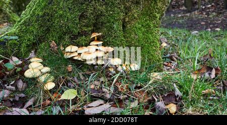 Herbst in den Yorkshire Dales und nicht identifizierte Toadhocker aus der Basis der Bäume entspringen. Stockfoto