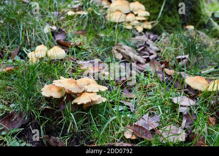 Herbst in den Yorkshire Dales und nicht identifizierte Toadhocker aus der Basis der Bäume entspringen. Stockfoto