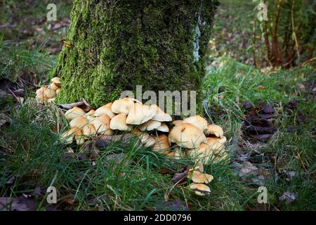 Herbst in den Yorkshire Dales und nicht identifizierte Toadhocker aus der Basis der Bäume entspringen. Stockfoto