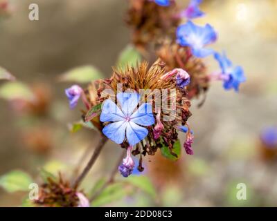 Letzte kleine blaue Blüten und grüne Blätter von Ceratostigma plumbaginoides, chinesische plumbago Stockfoto