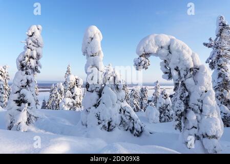 Winterlandschaft mit verschneiten Bäumen im Koli Nationalpark, Finnland. See Pielinen im Hintergrund. Stockfoto