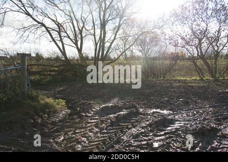 Schlammige Feldszene im Herbst mit Traktorzacken im ländlichen Shropshire Countryside, England. Stockfoto