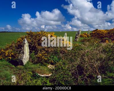 Blick von NNE auf vier aufrechte Steine der Nine Maidens Steinreihe auf der S-Seite von St Breock Downs, Cornwall, Großbritannien. Die prähistorische Reihe ist SW-NE ausgerichtet. Stockfoto