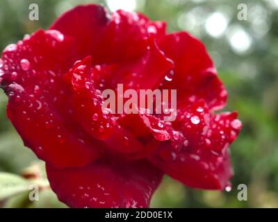 Rote Rose nach Regen aus nächster Nähe Stockfoto