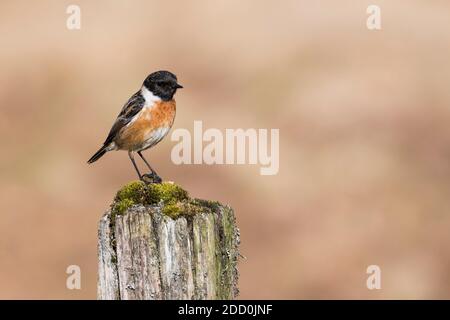 Stonechat, Saxicola rubicola, Dumfries & Galloway, Schottland Stockfoto