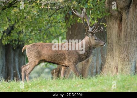 Rothirsch während der Rut, Studley Royal, North Yorkshire Stockfoto