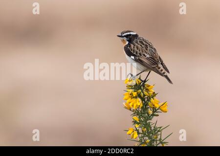 Männliche Whinchat, Saxicola rubetra, thront auf Ginsterblüten, Dumfries & Galloway, Schottland Stockfoto